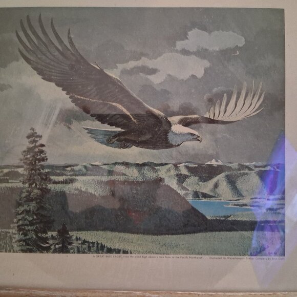 A Great Bald Eagle12